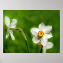 Search for spring bulbs posters Narcissus