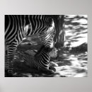 Search for cuddly posters Photography