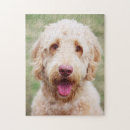 Search for goldendoodle puzzles Mix breed