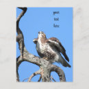 Search for red tail postcards Bird of prey