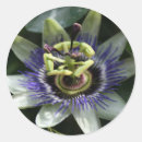 Search for passion stickers Flowers