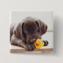 Search for toy dog badges Puppy