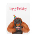 Search for orangutans magnets Primate