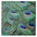 Search for peacock green tiles Photography