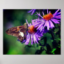 Search for painted lady posters Mother