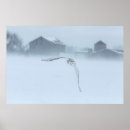Search for snowy owl posters Jaynes gallery