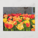 Search for tulip postcards Flowers