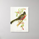 Search for ornithological Illustration