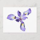 Search for wild orchid postcards Purple