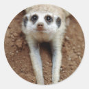 Search for suricata stickers Colour image