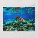 Search for coral reef life postcards Tropical