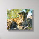Search for pardus Leopard
