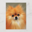 Search for spitz dog postcards Pet