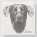 Search for labrador coasters Cute