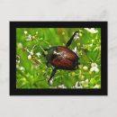 Search for beetles postcards Insect