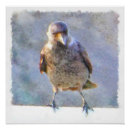 Search for jackdaws posters Crow