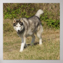 Search for siberian husky posters Animals