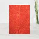 Search for vein cards Photosynthesis