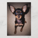 Search for pinscher invitations Puppy