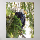 Search for eagle posters Woodland