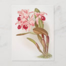 Search for vintage rose illustration postcards Roses