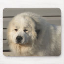 Search for show dog mouse mats Dogs