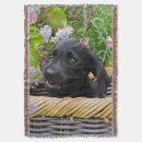 Search for black labrador blankets Cute