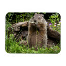 Search for hog magnets Woodland