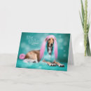 Search for afghans Dogs