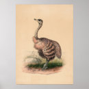 Search for ostrich posters Illustration