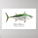 Search for tuna posters Yellowfin