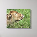 Search for cow canvas prints Cattle