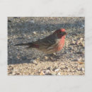 Search for finches postcards Red