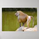 Search for baboon posters Africa