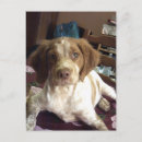 Search for chien Puppy