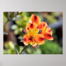 Search for alstroemeria art Photograph
