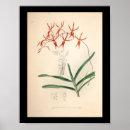 Search for orange orchid posters Orchids