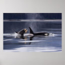 Search for killer orca posters Ocean