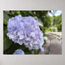 Search for hydrangea posters Summer