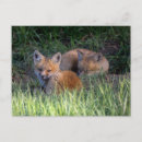 Search for sibling postcards Fox