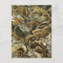 Search for ernst postcards Biology