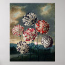 Search for carnations art Vintage