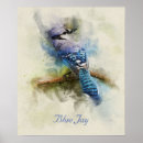Search for bluejays posters Wildlife