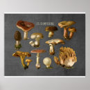 Search for mycology posters Nature