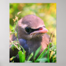 Search for cedar posters Nature