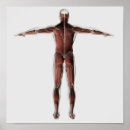 Search for posterior posters Ligament