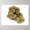 Search for pathogen posters Medical