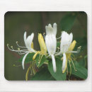 Search for honeysuckle electronics Flowers