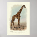 Search for vintage natural history posters Antique