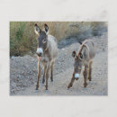 Search for wild donkeys postcards Nature